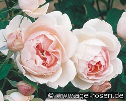 Madame Figaro (Beetrose) Bild der Rose 'Madame Figaro' (Beetrose)