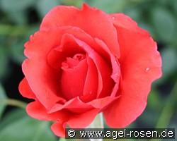 Magnet (Beetrose) Bild der Rose 'Magnet' (Beetrose)