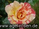 Bild der Rose 'Malerrose 'Alfred Sisley'' (Beetrose)