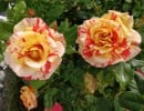 Malerrose 'Alfred Sisley' (Beetrose) Bild der Rose 'Malerrose 'Alfred Sisley'' (Beetrose)
