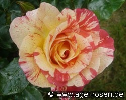 Malerrose 'Alfred Sisley' (Beetrose) Bild der Rose 'Malerrose 'Alfred Sisley'' (Beetrose)