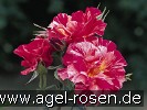 Bild der Rose 'Malerrose 'Edgar Degas'' (Beetrose)