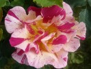Malerrose 'Edgar Degas' (Beetrose) Bild der Rose 'Malerrose 'Edgar Degas'' (Beetrose)
