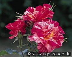 Malerrose 'Edgar Degas' (Beetrose) Bild der Rose 'Malerrose 'Edgar Degas'' (Beetrose)