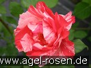 Bild der Rose 'Malerrose 'Grimaldi'' (Beetrose)
