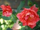 Malerrose 'Grimaldi' (Beetrose) Bild der Rose 'Malerrose 'Grimaldi'' (Beetrose)