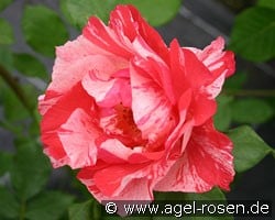 Malerrose 'Grimaldi' (Beetrose) Bild der Rose 'Malerrose 'Grimaldi'' (Beetrose)