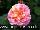 Bild der Rose 'Malerrose 'Maurice Utrillo'' (Beetrose)