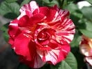 Malerrose 'Maurice Utrillo' (Beetrose) Bild der Rose 'Malerrose 'Maurice Utrillo'' (Beetrose)