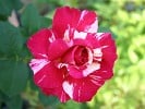 Malerrose 'Maurice Utrillo' (Beetrose) Bild der Rose 'Malerrose 'Maurice Utrillo'' (Beetrose)
