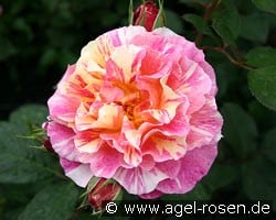 Malerrose 'Maurice Utrillo' (Beetrose) Bild der Rose 'Malerrose 'Maurice Utrillo'' (Beetrose)