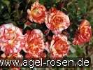 Bild der Rose 'Malerrose 'Paul Gauguin'' (Beetrose)