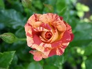 Malerrose 'Paul Gauguin' (Beetrose) Bild der Rose 'Malerrose 'Paul Gauguin'' (Beetrose)