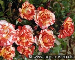 Malerrose 'Paul Gauguin' (Beetrose) Bild der Rose 'Malerrose 'Paul Gauguin'' (Beetrose)