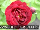 Bild der Rose 'Malicorne' (Beetrose)