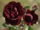 Malicorne (Beetrose) Bild der Rose 'Malicorne' (Beetrose)