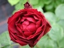 Malicorne (Beetrose) Bild der Rose 'Malicorne' (Beetrose)