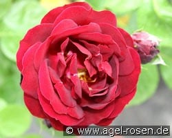 Malicorne (Beetrose) Bild der Rose 'Malicorne' (Beetrose)