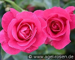 Manou Meilland (Beetrose) Bild der Rose 'Manou Meilland' (Beetrose)