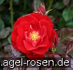 Bild der Rose 'Mariandel' (Beetrose)