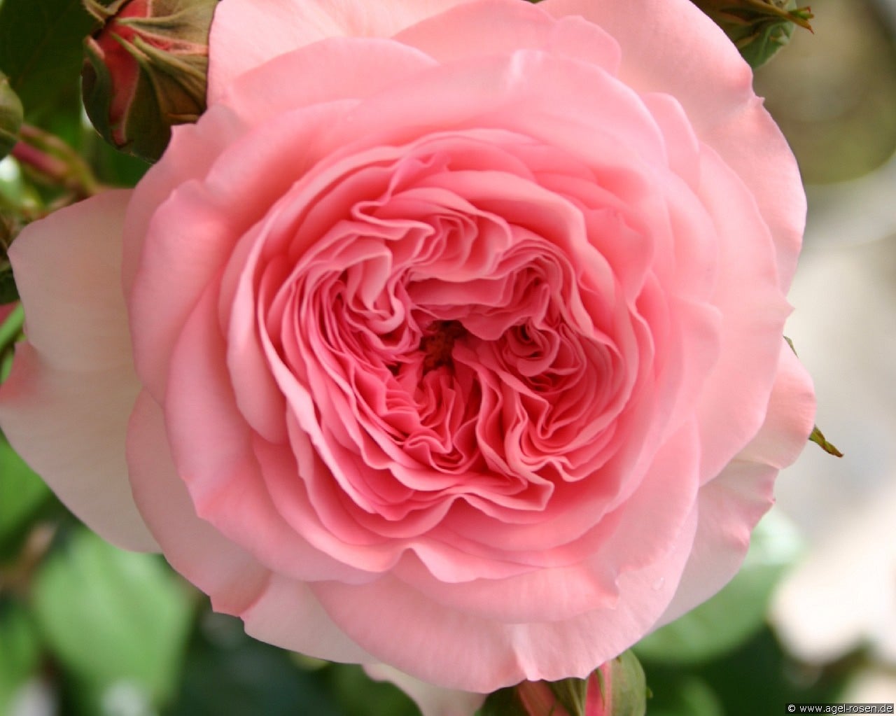 Mariatheresia (Beetrose) Bild der Rose 'Mariatheresia' (Beetrose)