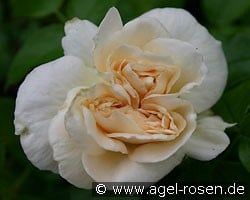 Marie Antoinette (Beetrose) Bild der Rose 'Marie Antoinette' (Beetrose)