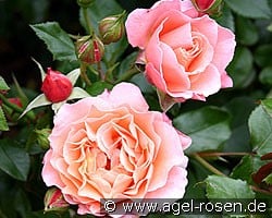 Marie Curie (Beetrose) Bild der Rose 'Marie Curie' (Beetrose)