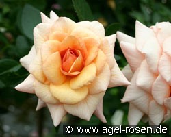 Marjolaine (Beetrose) Bild der Rose 'Marjolaine' (Beetrose)