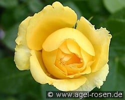 Marselisborg (Beetrose) Bild der Rose 'Marselisborg' (Beetrose)