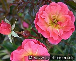 MaxiVita (Beetrose) Bild der Rose 'MaxiVita' (Beetrose)