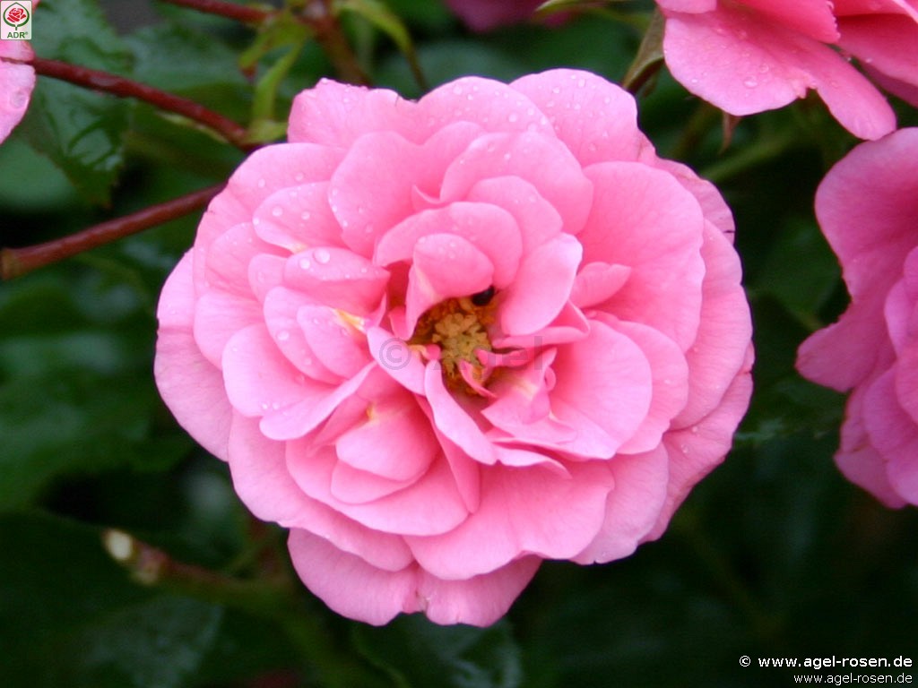Bild der Rose 'Medley Pink' (Beetrose)