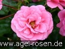 Bild der Rose 'Medley Pink' (Beetrose)
