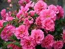 Medley Pink (Beetrose) Bild der Rose 'Medley Pink' (Beetrose)