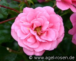 Medley Pink (Beetrose) Bild der Rose 'Medley Pink' (Beetrose)