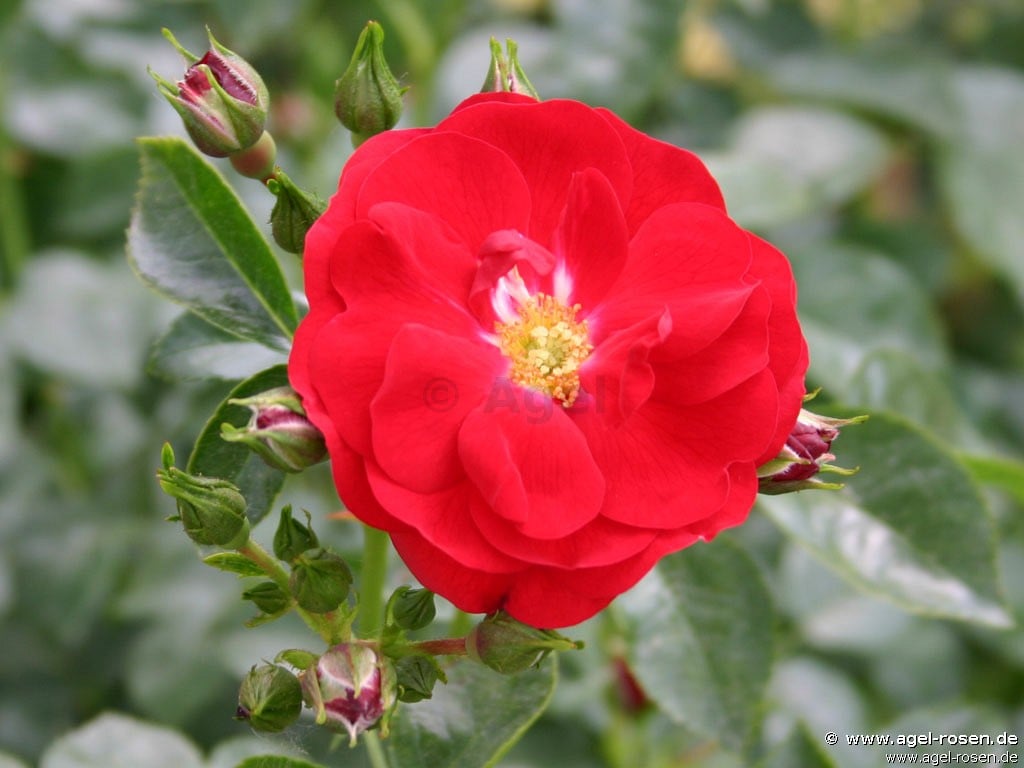 Bild der Rose 'Medley Red' (Beetrose)