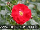 Bild der Rose 'Medley Red' (Beetrose)