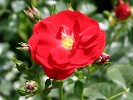 Medley Red (Beetrose) Bild der Rose 'Medley Red' (Beetrose)
