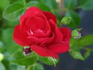 Medley Red (Beetrose) Bild der Rose 'Medley Red' (Beetrose)