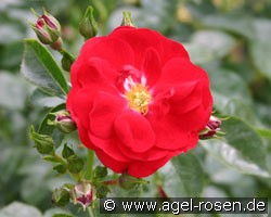 Medley Red (Beetrose) Bild der Rose 'Medley Red' (Beetrose)