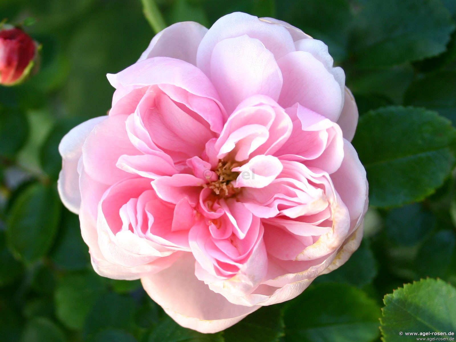 Medley Soft Pink (Beetrose) Bild der Rose 'Medley Soft Pink' (Beetrose)