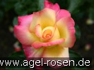 Bild der Rose 'Menuett' (Beetrose)
