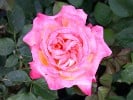 Menuett (Beetrose) Bild der Rose 'Menuett' (Beetrose)