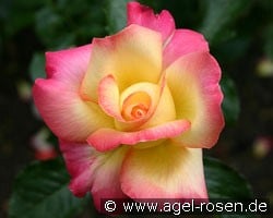 Menuett (Beetrose) Bild der Rose 'Menuett' (Beetrose)