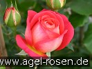 Bild der Rose 'Midsummer' (Beetrose)