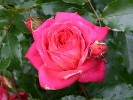 Midsummer (Beetrose) Bild der Rose 'Midsummer' (Beetrose)