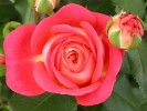 Midsummer (Beetrose) Bild der Rose 'Midsummer' (Beetrose)