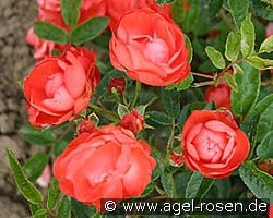 Muttertag Orange (Beetrose) Bild der Rose 'Muttertag Orange' (Beetrose)