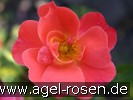Bild der Rose 'N.L. Chrestensen' (Beetrose)