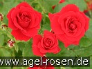 Bild der Rose 'Nina Weibull' (Beetrose)