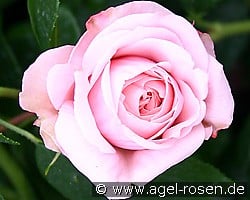 Octavia Hill (Beetrose) Bild der Rose 'Octavia Hill' (Beetrose)